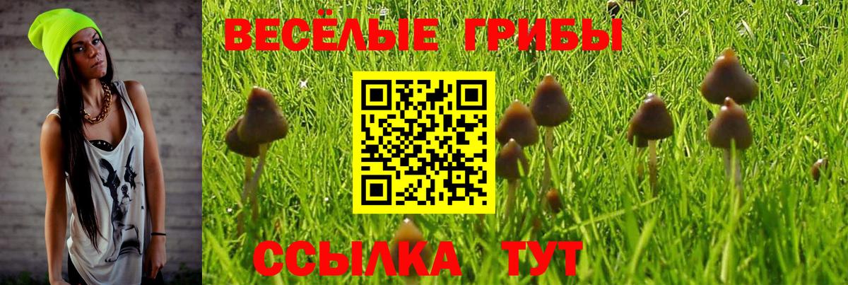 Псилоцибиновые грибы GOLDEN TEACHER Тамбов
