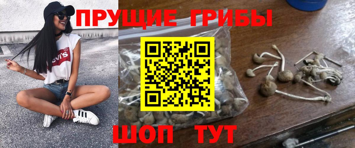 Тамбов  купить наркоту  Вход с VPN  Псилоцибиновые грибы MAGIC MUSHROOMS 